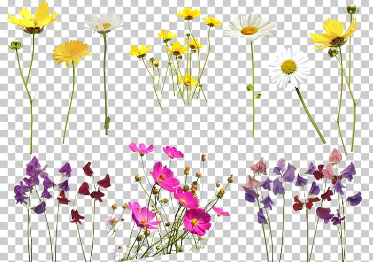 Flower Photography Tutorial PNG, Clipart, Adobe Photoshop Elements, Annual Plant, Chamaemelum Nobile, Chrysanths, Cut Flowers Free PNG Download