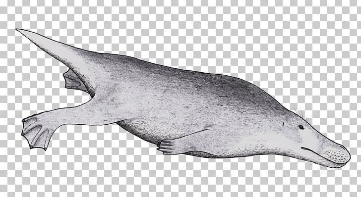 Tucuxi Common Bottlenose Dolphin White-beaked Dolphin Rough-toothed Dolphin Artiocetus PNG, Clipart, Animal Figure, Art, Cetacea, Common Bottlenose Dolphin, Dolphin Free PNG Download