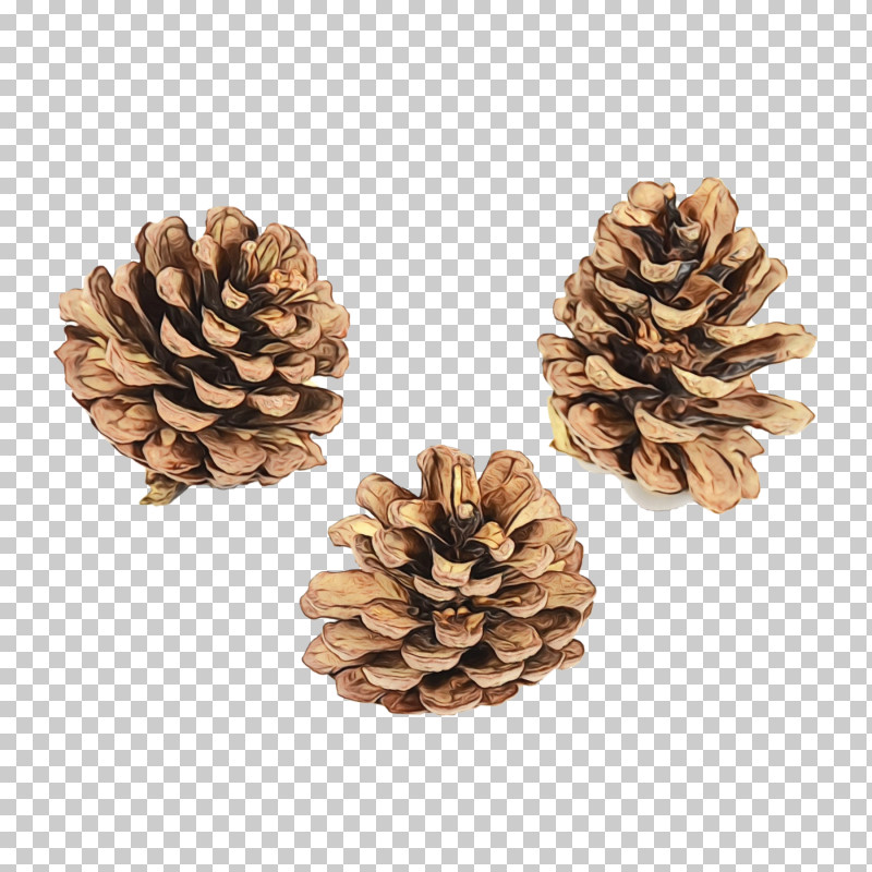Conifer Cone Stone Pine Pine Nuts Conifers Christmas Ornament M PNG, Clipart, Bauble, Centimeter, Christmas Ornament M, Conifer Cone, Conifers Free PNG Download