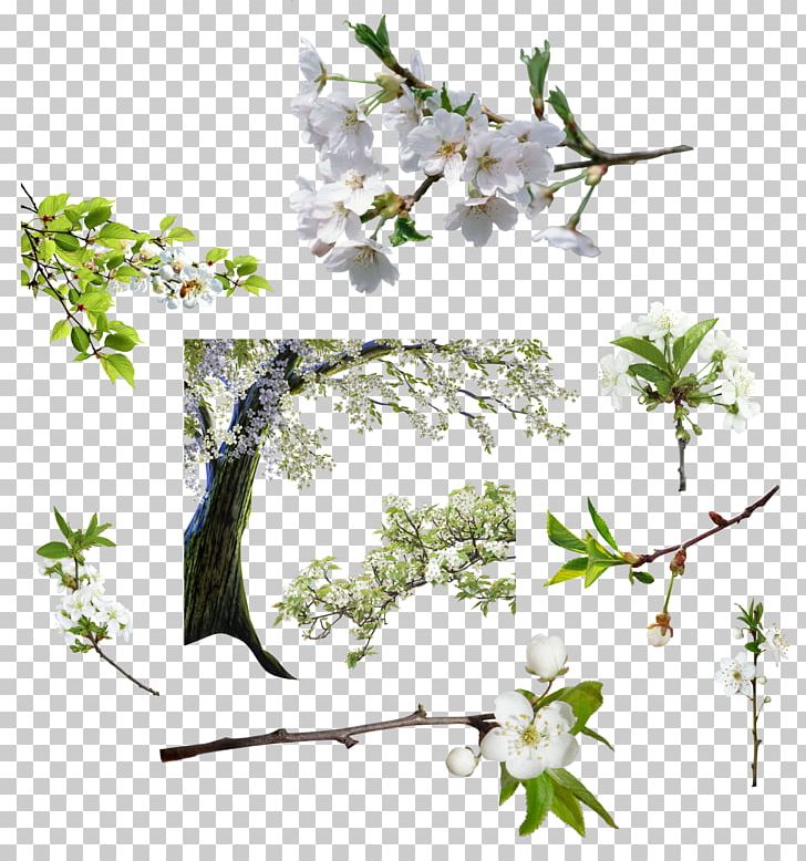 Cut Flowers Photography PNG, Clipart, Blossom, Branch, Cut Flowers, Desktop Wallpaper, Deviantart Free PNG Download