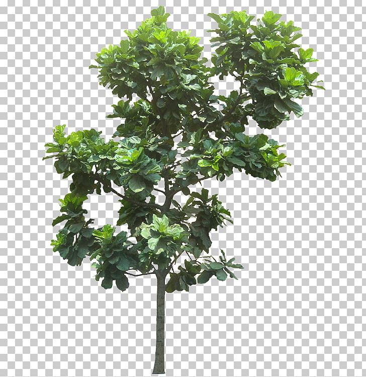 Fiddle-leaf Fig Common Fig Weeping Fig Tree PNG, Clipart, Banyan, Branch, Common Fig, Evergreen, Fiddleleaf Fig Free PNG Download