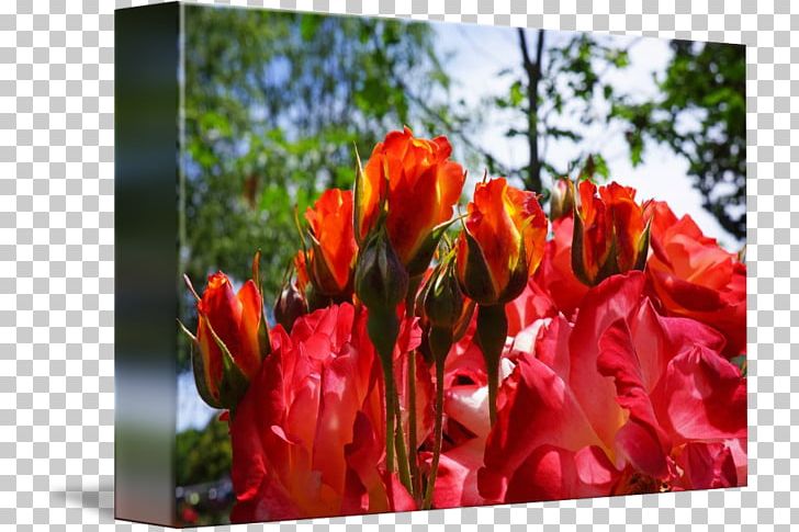 Floral Design Cut Flowers Tulip PNG, Clipart, Cut Flowers, Flora, Floral Design, Floristry, Flower Free PNG Download