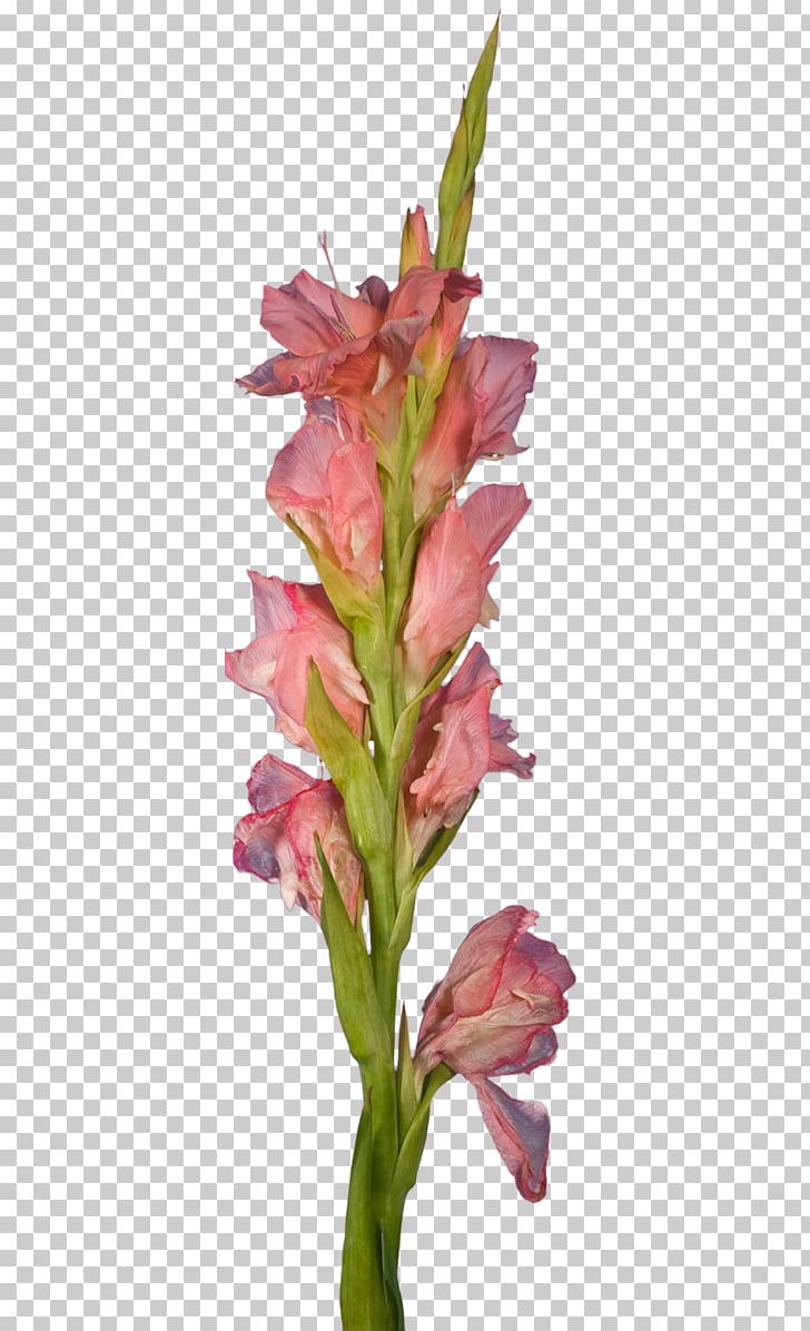 Gladiolus Cut Flowers Plant Stem Petal Pink M PNG, Clipart, Cut Flowers, Flower, Flowering Plant, Gladiolus, Iris Family Free PNG Download