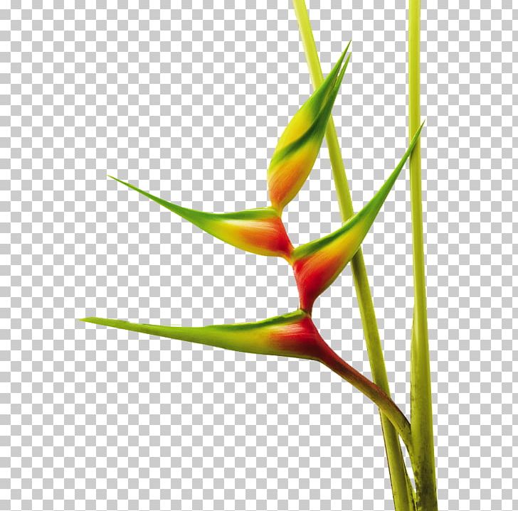Heliconia Bihai Heliconia Chartacea False Bird Of Paradise Bird Of Paradise Flower PNG, Clipart, Bananas, Bird Of Paradise Flower, Bud, Costus, Costus Woodsonii Free PNG Download