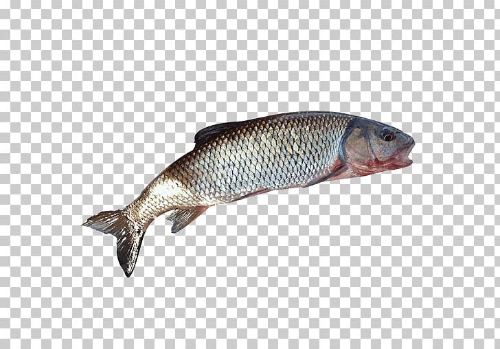 Salmon Fish Products Fishing Bait PNG, Clipart, Angling, Animal Source Foods, Bait, Barramundi, Bony Fish Free PNG Download