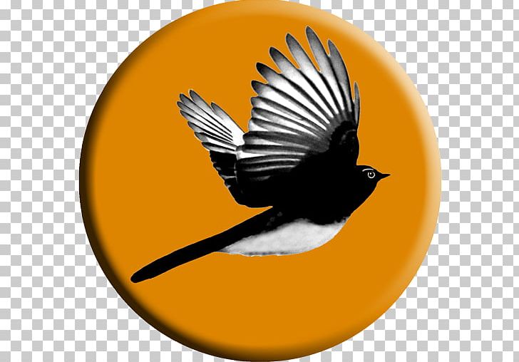Willie Wagtail Performing Arts Theatre PNG, Clipart, Art, Artist, Arts, Beak, Bird Free PNG Download