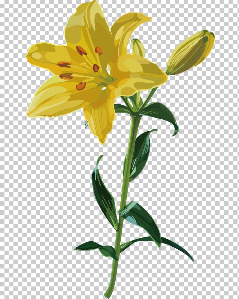 Lily Flower PNG, Clipart, Biology, Cut Flowers, Daylilies, Flower, June Free PNG Download