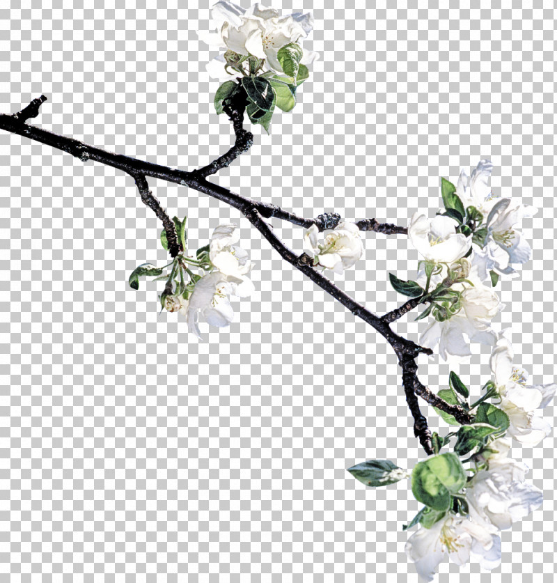 Flower Branch Plant Twig Cut Flowers PNG, Clipart, Blossom, Branch, Cut Flowers, Flower, Malus Free PNG Download