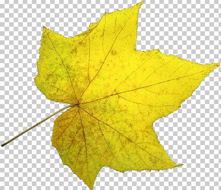 Acer Truncatum Leaf U9f8du6f6du81eau7136u98a8u666fu533a PNG, Clipart, Autumn Leaf Color, Autumn Leaves, Christmas Decoration, Deciduous, Decorative Elements Free PNG Download