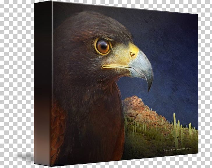 Eagle Hawk Fauna Beak Falcon PNG, Clipart,  Free PNG Download