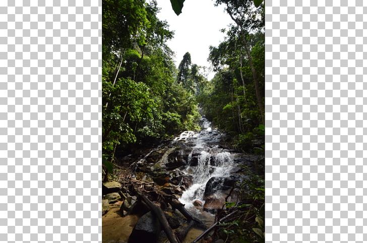Taman Negara Kuala Lumpur Waterfall Forest Park Kanching Kanching Falls Travel PNG, Clipart, Backpacker Hostel, Flora, Forest, Grass, Jungle Free PNG Download