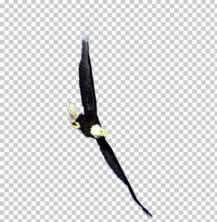 Bird Bald Eagle Hawk PNG, Clipart, Accipitriformes, Animals, Bald Eagle, Beak, Bird Free PNG Download