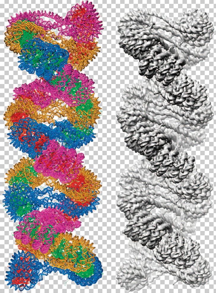 Chromatin Nucleic Acid Double Helix Cryogenic Electron Microscopy Electron Microscope Chromosome PNG, Clipart, Art, Biochemistry, Biophysics, Chromatin, Chromosome Free PNG Download