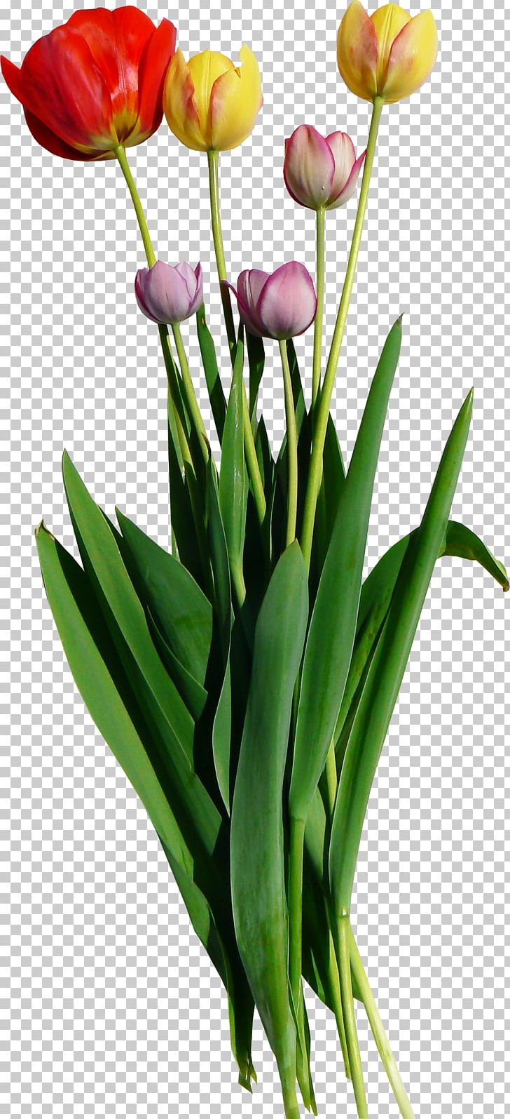 Cut Flowers Tulip Mania PNG, Clipart, Art, Cut Flowers, Floral Design, Floristry, Flower Free PNG Download