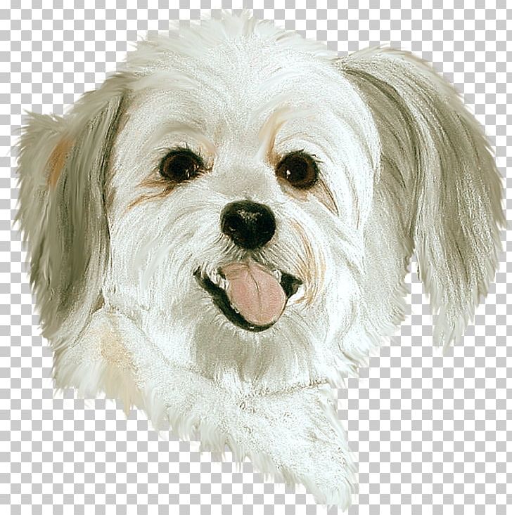 Dog Pet Sitting PaintShop Pro PNG, Clipart, Animals, Bichon, Bolonka, Carnivoran, Companion Dog Free PNG Download