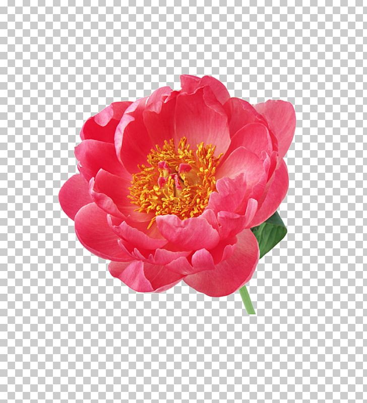 Flower Peony Albom PNG, Clipart, Albom, Art, Blog, Camellia, Decorative Elements Free PNG Download