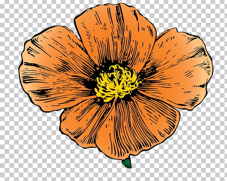 California Poppy California Poppy Drawing PNG, Clipart, Art, California, California Poppy, Color, Common Poppy Free PNG Download