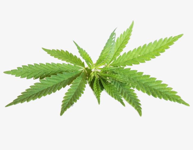 Cannabis Twigs PNG, Clipart, Cannabis, Cannabis Clipart, Cannabis Leaves, Cannabis Twigs, Close Free PNG Download