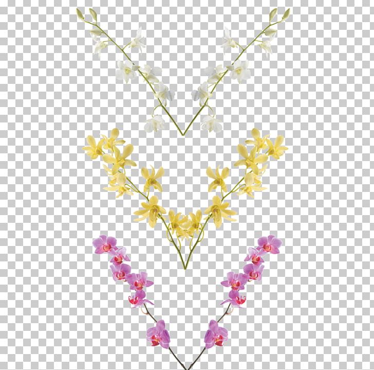 Cattleya Orchids Cooktown Orchid Lobster-claws Costus PNG, Clipart, Body Jewelry, Branch, Cattleya Orchids, Cooktown Orchid, Costaceae Free PNG Download