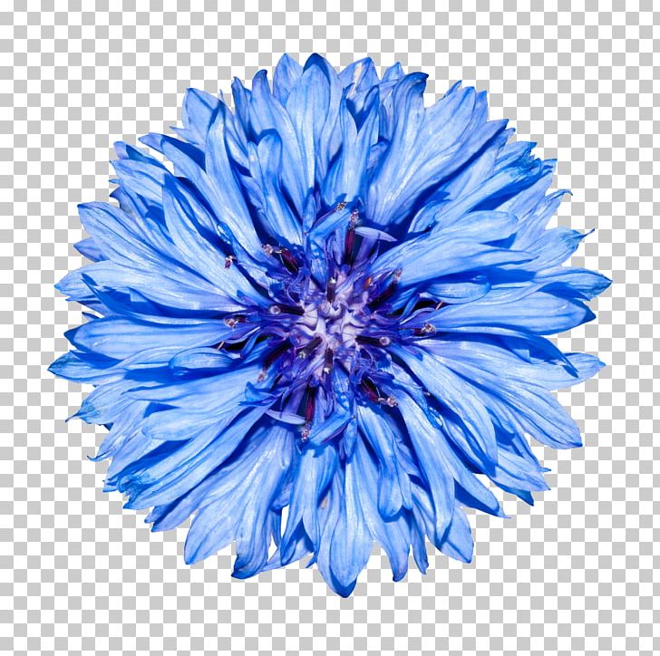 Cornflower Blue Stock Photography PNG, Clipart, Aster, Blue, Blue Flower, Centaurea, Centaurea Cyanus Free PNG Download