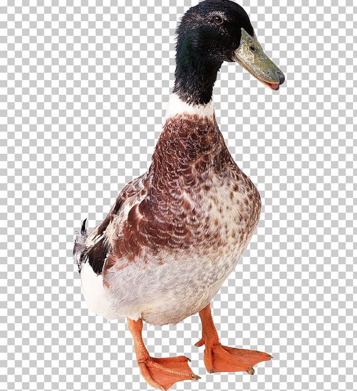 Duck Goose PNG, Clipart, Animaatio, Animals, Beak, Bird, Computer Icons Free PNG Download
