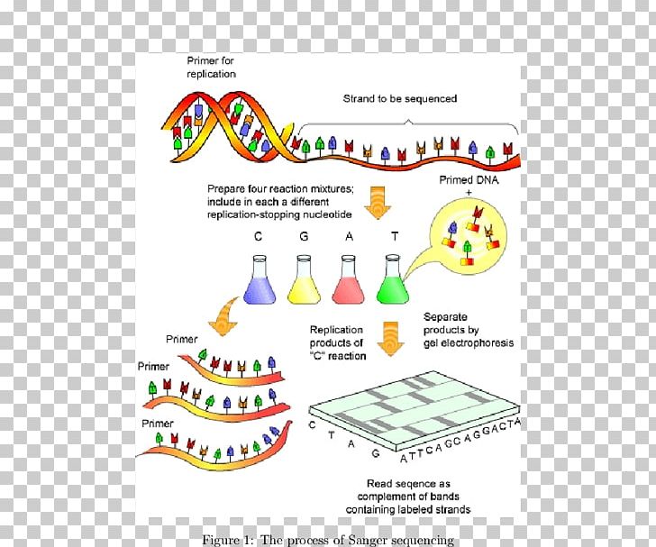 Human Genome Project DNA Sequencing Sanger Sequencing PNG, Clipart, Adenine, Adn, Area, Diagram, Dna Free PNG Download