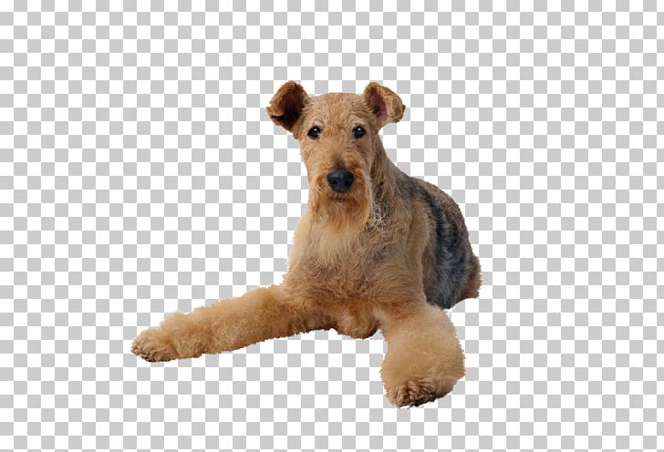 Airedale Terrier Cat Pet Sitting Dog Toys PNG, Clipart, Airedale Terrier, Animals, Ball, Carnivoran, Cat Free PNG Download