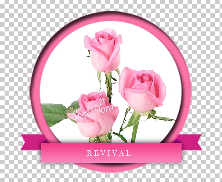 Garden Roses Cabbage Rose Floral Design Cut Flowers PNG, Clipart, Cut Flowers, Floral Design, Floristry, Flower, Flower Arranging Free PNG Download