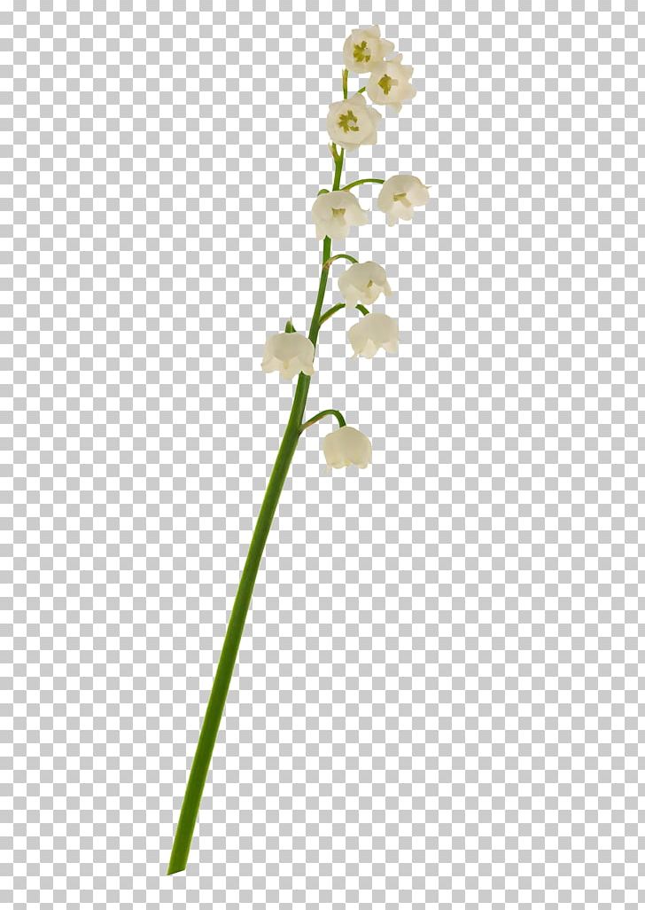Lily Of The Valley Euclidean PNG, Clipart, Branch, Calla Lily, Decorative, Decorative Material, Download Free PNG Download