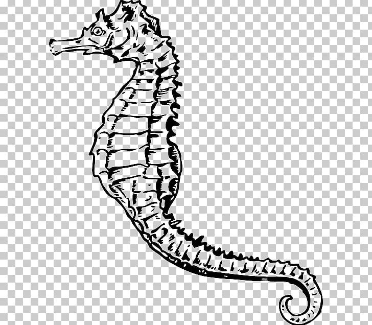 Seahorse Drawing PNG, Clipart, Animal, Animals, Area, Artwork, Black And White Free PNG Download