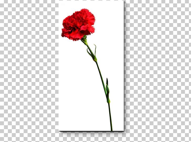 Carnation Floral Design Cut Flowers Rose Family Plant Stem PNG, Clipart, Annual Plant, Carnation, Cut Flowers, Dianthus, Family Free PNG Download