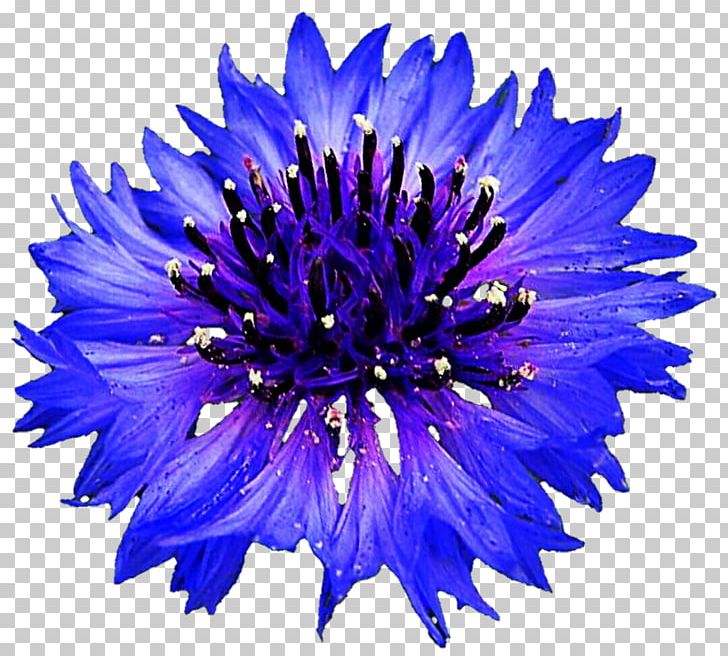 Cornflower Blue Centaurea Montana PNG, Clipart, Aster, Bachelor, Blue, Blue Flower, Blue Rose Free PNG Download