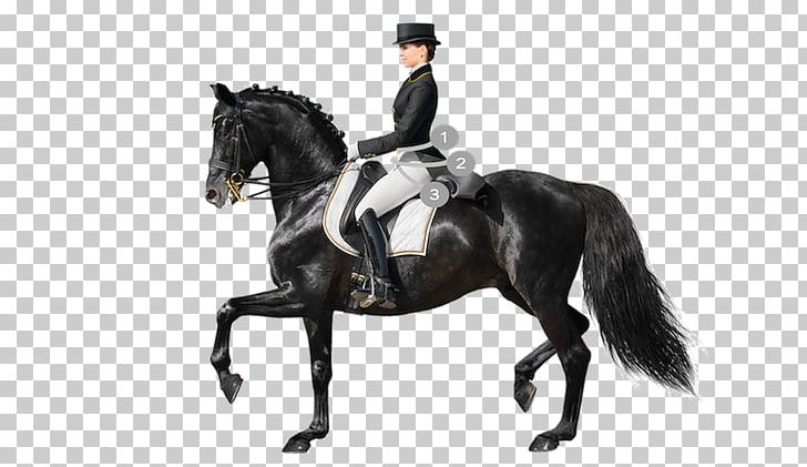 Horse Dressage Equestrian Stock Photography Saddle PNG, Clipart, Animals, Animal Training, Bridle, Collection, English Riding Free PNG Download