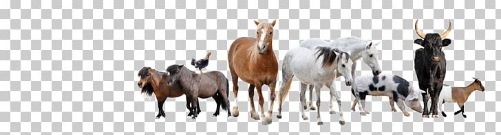 Sheep Cattle Stock Photography Goat Farm PNG, Clipart, Animal Figure, Animals, Antelope, Camel Like Mammal, Deer Free PNG Download