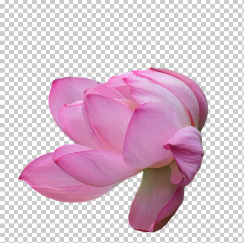 Lotus Flower Summer Flower PNG, Clipart, Cut Flowers, Flower, Lotus Flower, Petal, Rose Free PNG Download