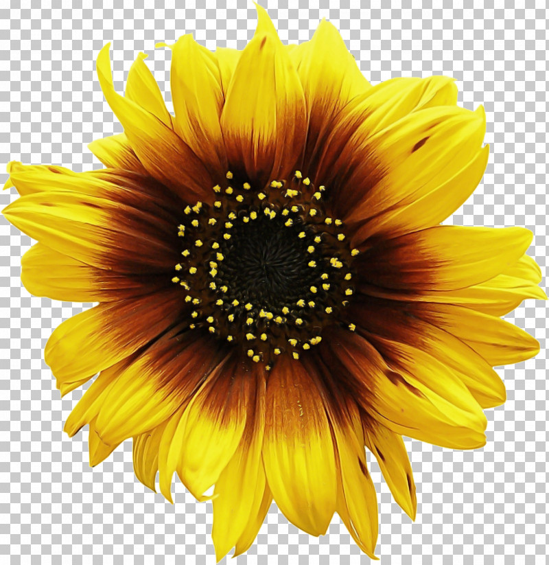 Common Sunflower Poster Sunflower Oil Sunflowers PNG, Clipart, Common Sunflower, Poster, Sunflower Oil, Sunflowers Free PNG Download