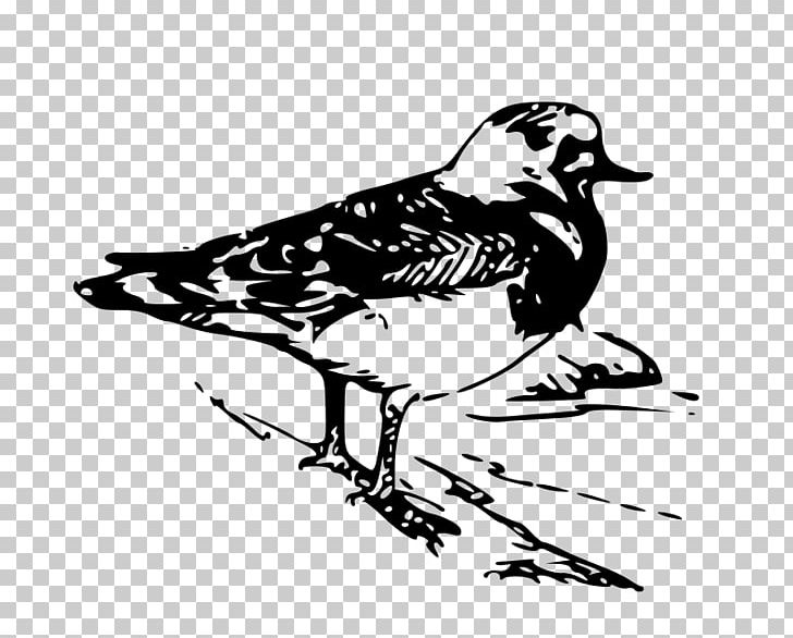 Beak Ruddy Turnstone Bird PNG, Clipart, Animal, Animals, Art, Artwork, Beak Free PNG Download