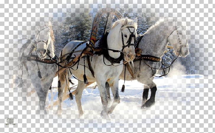 Desktop Icelandic Horse Horse Drawn Sled In Kuskovo Troika Ride Experience In The Region Of Moscow PNG, Clipart, Black, Bridle, Canter And Gallop, Carriage, Computer Free PNG Download