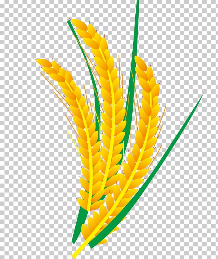 Rice Euclidean Computer File PNG, Clipart, Adobe Illustrator, Commodity, Download, Encapsulated Postscript, Feather Free PNG Download