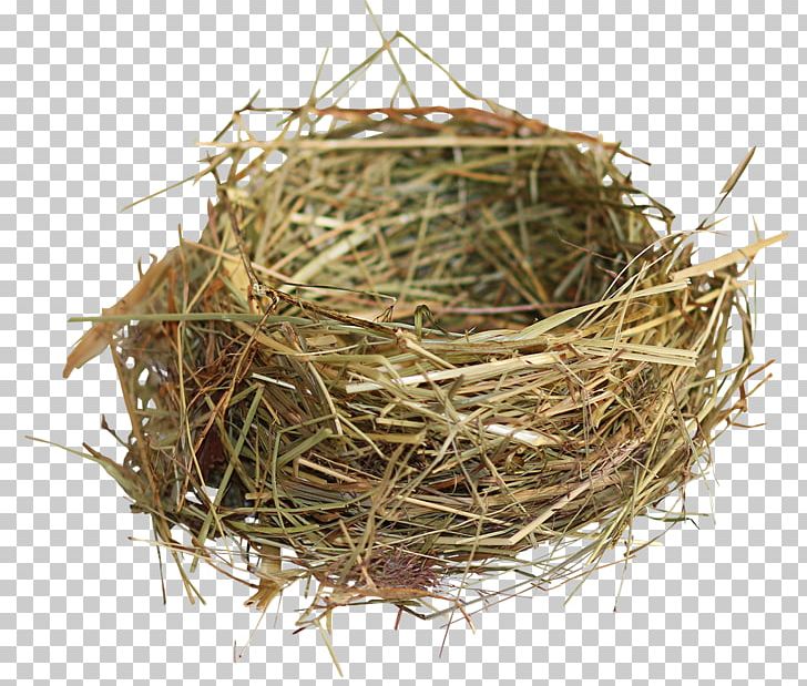 Bird Nest PNG, Clipart, Animals, Bird, Bird Nest, Computer Icons, Display Device Free PNG Download