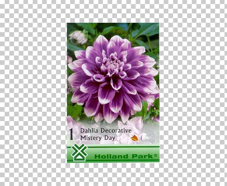 Dahlia Bulb Lilium Herbaceous Plant PNG, Clipart,  Free PNG Download