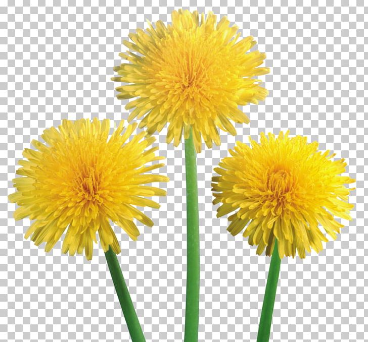 Dandelion Coffee Common Dandelion Flower PNG, Clipart, Annual Plant, Common Dandelion, Computer Icons, Cut Flowers, Daisy Family Free PNG Download