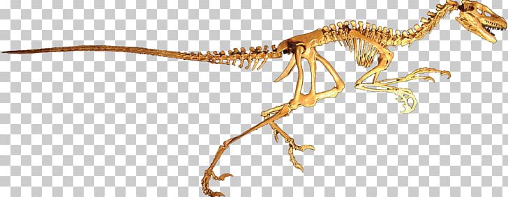 Dromaeosaurus Dinosaur Velociraptor Deinonychus Tyrannosaurus PNG, Clipart, Albertosaurus, Animal Figure, Coelurosauria, Deinonychus, Dinosaur Free PNG Download