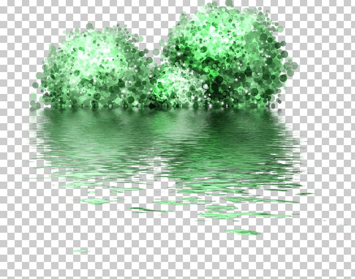 Photography PNG, Clipart, Albom, Grass, Green, Leaf, Photography Free PNG Download
