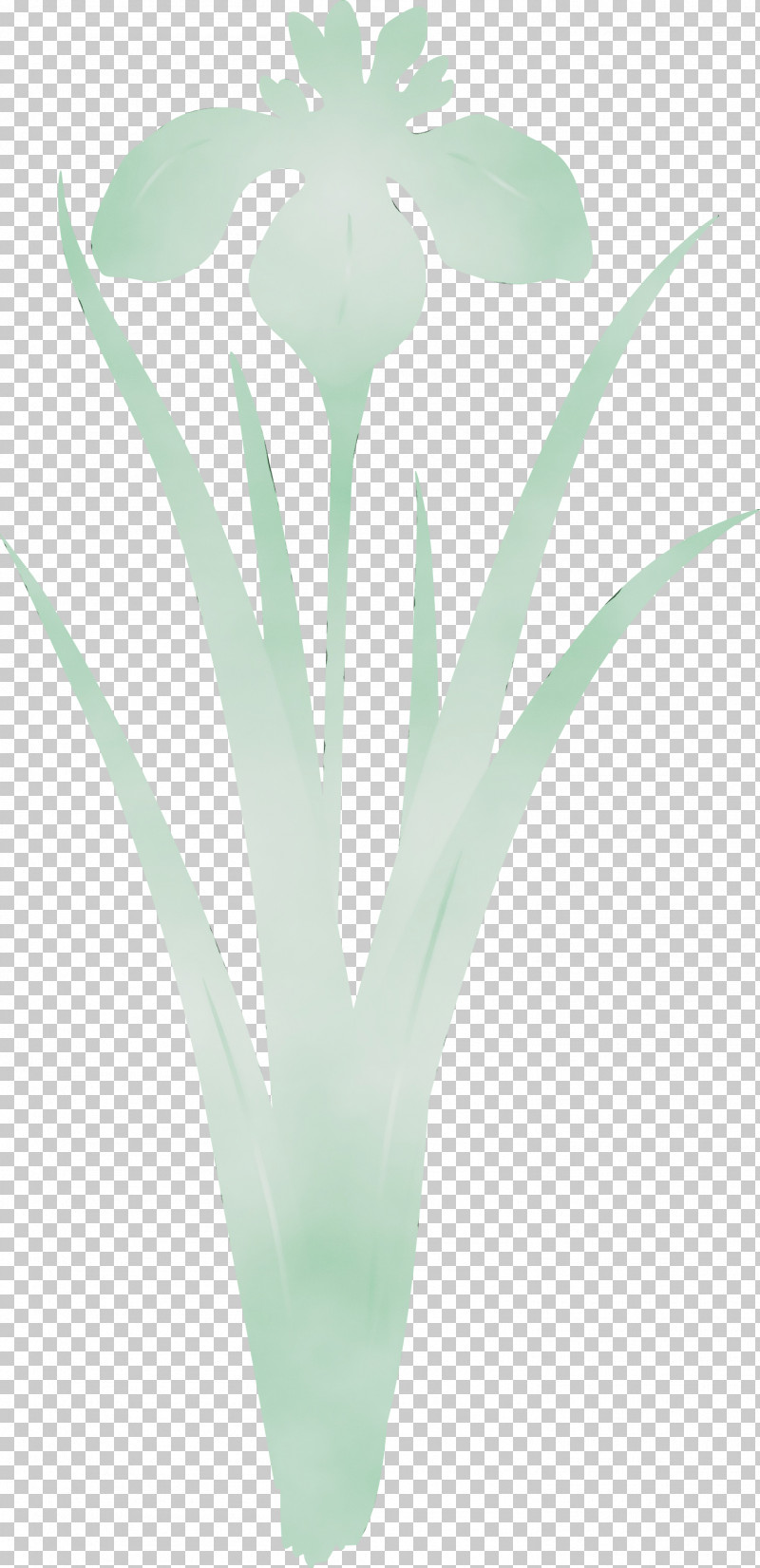 Green Turquoise Flower Plant Leaf PNG, Clipart, Flower, Grass, Green, Iris Flower, Leaf Free PNG Download