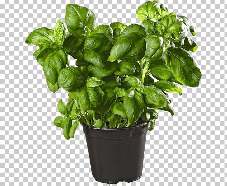 Basil Myrtle Overland Nurseries Groundcover Vegetable PNG, Clipart, Basil, Casserole, Flowerpot, Food Drinks, Grills Free PNG Download