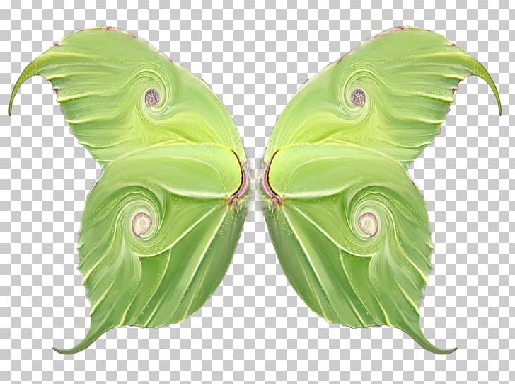 Butterfly Wing .de .net PNG, Clipart, Aile, Butterfly, Com, Fantasy, Insect Free PNG Download
