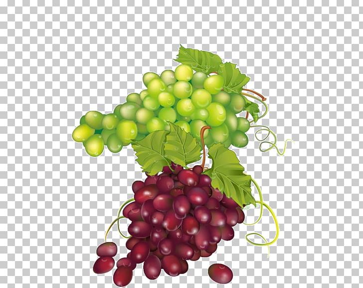 Common Grape Vine Zante Currant Seedless Fruit Grape Leaves PNG, Clipart, Common Grape Vine, Currant, Food, Fruit, Fruit Nut Free PNG Download