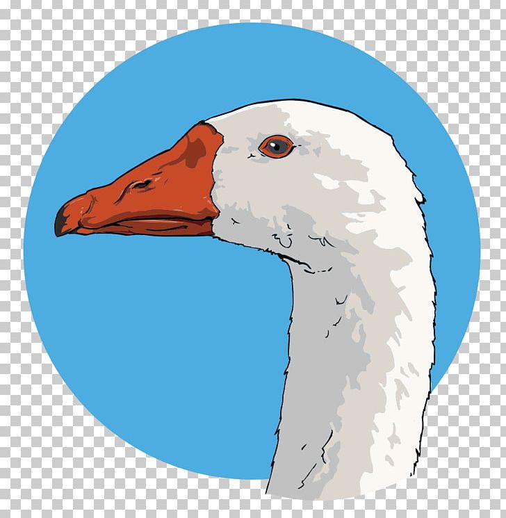 Goose Bird PNG, Clipart, Beak, Bird, Canada Goose, Closeup, Computer Icons Free PNG Download