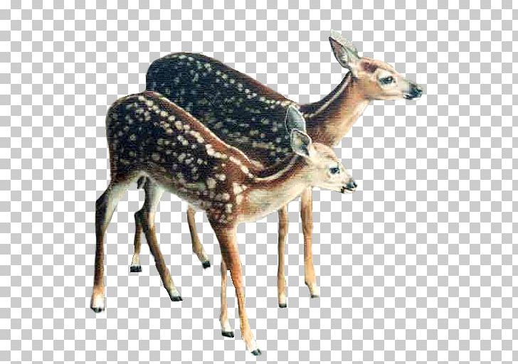 Reindeer Roe Deer Red Deer White-tailed Deer PNG, Clipart, Animal, Animals, Animaux, Antelope, Antler Free PNG Download